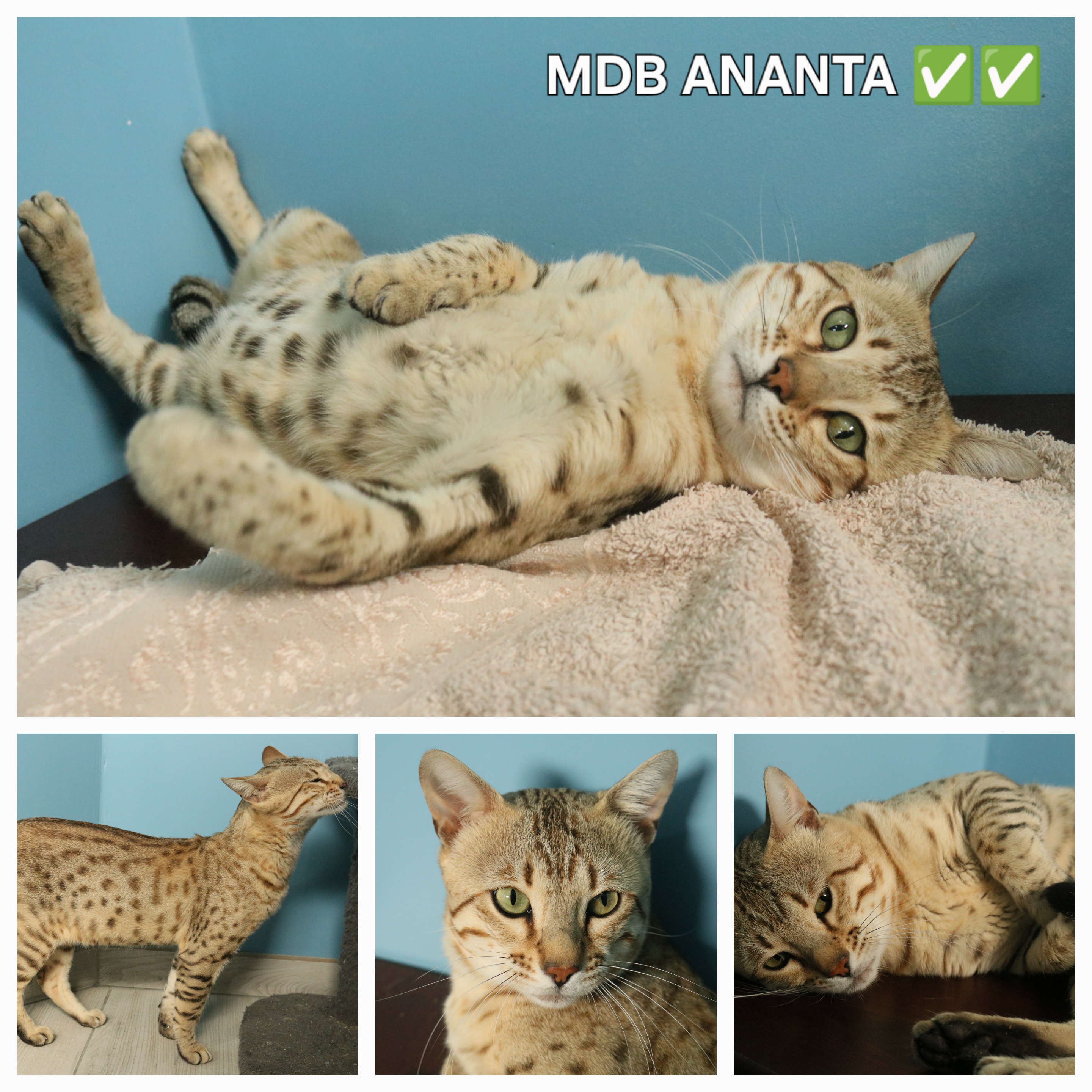 male bengal